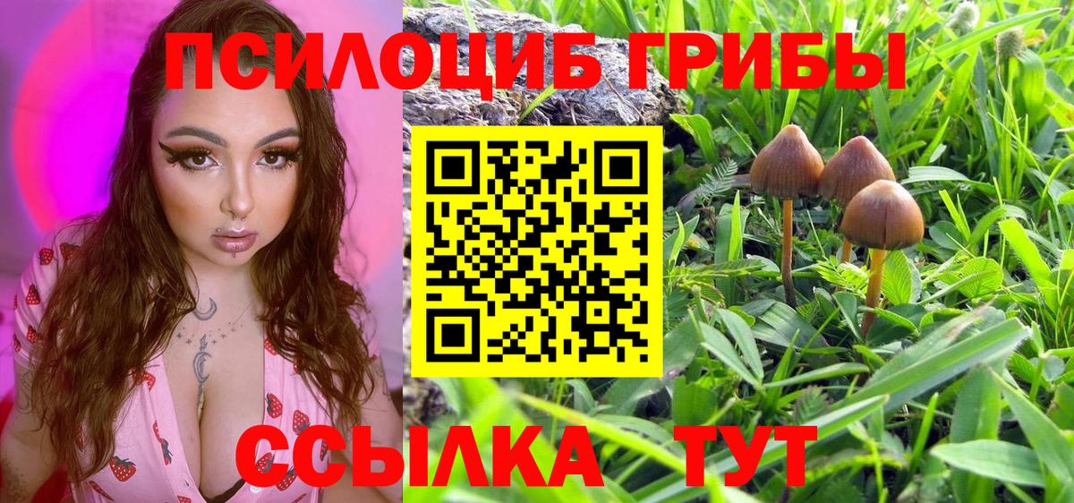 Галлюциногенные грибы Psilocybine cubensis Югорск